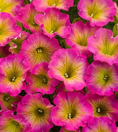 Petunia Supertunia® Daybreak Charm